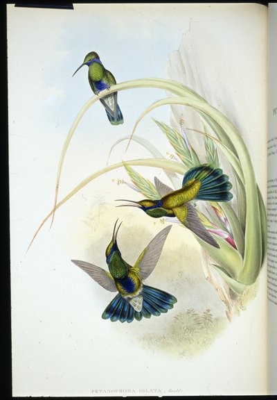 Bolivian violetti korva (Petasophora Iolata) (käsinvärinen lito) tekijältä John (after) Gould
