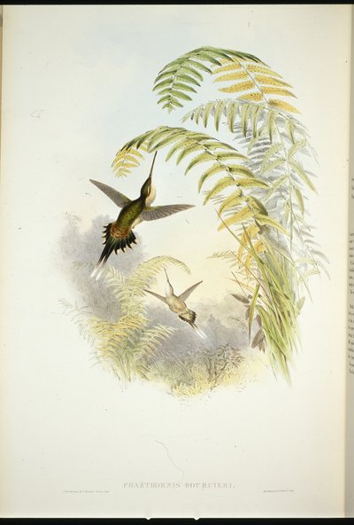 Bourcierin erakko (Phaethornis Bourcieri) (käsin värjätty litografia) tekijältä John (after) Gould