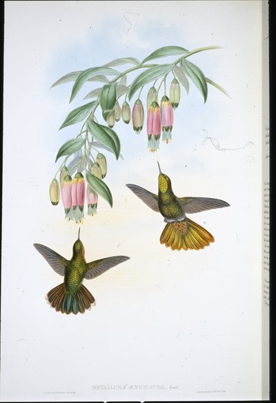 Brassy Tail (Metallura Aeneicauda) (käsinvärinen lito) tekijältä John (after) Gould
