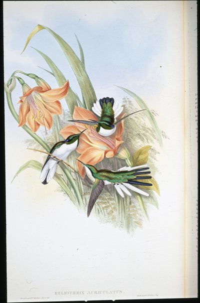 Brasilialainen keiju (Heliothrix Auriculatus) (käsinvärinen lito) tekijältä John (after) Gould