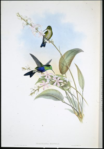 Brasilian panopliitit (Thalurania Eryphile) (käsinvärinen lito) tekijältä John (after) Gould