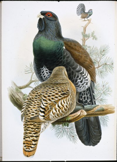 Metso (Tetrao Urogallus) (käsinvärinen lito) tekijältä John (after) Gould