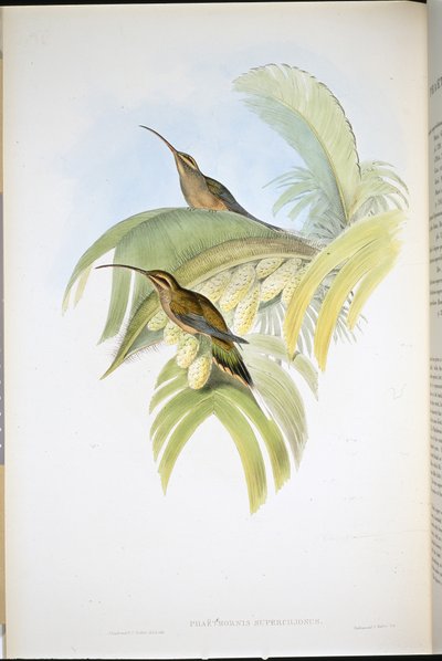 Cayennen erakko (Phaethornis Superciliosus) (käsinvärinen lito) tekijältä John (after) Gould
