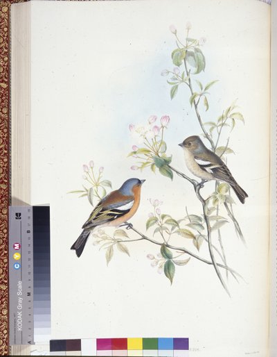 Peppusu (Fringilla Caelebs) (käsinväriset jäsenet) tekijältä John (after) Gould