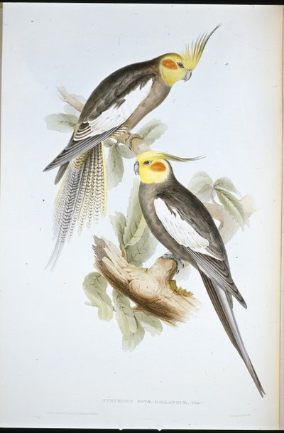 Kakadu-papukaija (Nymphicus Novae-Hollandiae ) (käsin värjätty litografia) tekijältä John (after) Gould