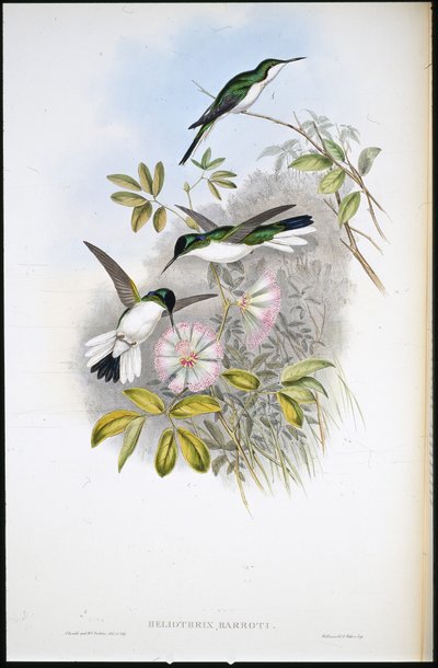 Columbian Fairy (Heliothrix Barroti) (käsinvärinen lito) tekijältä John (after) Gould