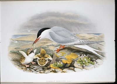 Tiira (Stera Hirundo) (käsinvärinen lito) tekijältä John (after) Gould
