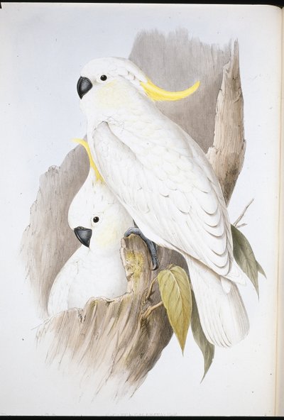Harjakakadu (Cacatua Galerita) (käsinvärinen lito) tekijältä John (after) Gould