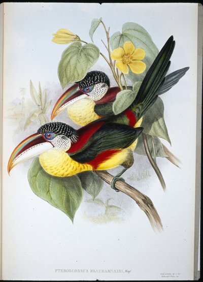 Pteroglossus Beauharnaisi (käsin värjätty litografia) (käsin värjätty litografia) tekijältä John (after) Gould