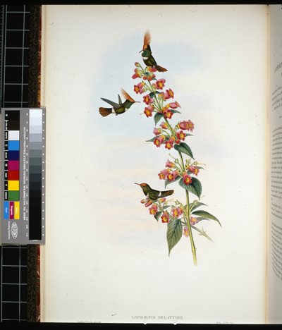 De Lattren Coquette (lophornis Delattrei) (käsinvärinen lito) tekijältä John (after) Gould