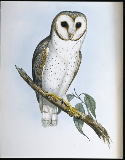 Herkkä pöllö (Strix Delicatulis) (käsinvärinen lito) tekijältä John (after) Gould