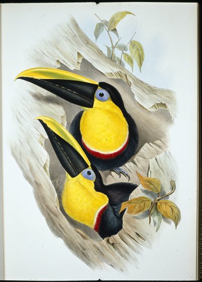 Epävarma tukaani (Ramphastos Ambiguus) (käsinvärinen lito) tekijältä John (after) Gould