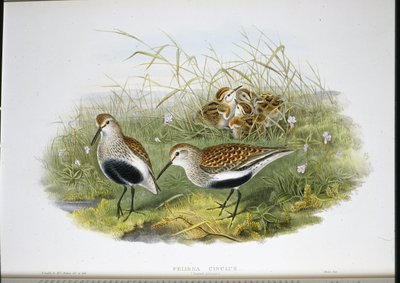 Dunlin (Pelidna Cinclus) (käsinvärinen lito) tekijältä John (after) Gould