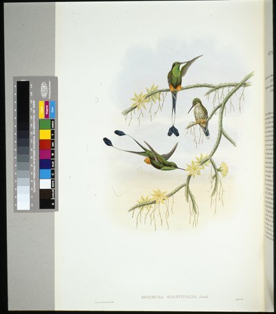 Ecuador Racket-tail (spathura solstitialis) (käsinvärinen lito) tekijältä John (after) Gould