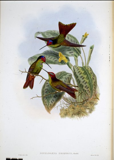 Ecuadorin sateenkaari (Diphagane Hesperus) (käsinvärinen lito) tekijältä John (after) Gould