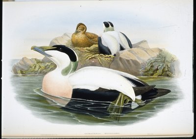 Haahka (Somateria Mollissima) (käsinvärinen lito) tekijältä John (after) Gould