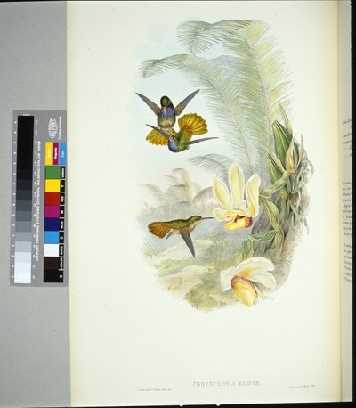 Elician kultainen häntä (chrysuronia eliciae) (käsinvärinen lito) tekijältä John (after) Gould