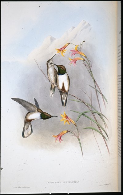 Estellan kukkulan tähtikolibri (Oreotrochilus Estella) (käsinvärinen lito) tekijältä John (after) Gould