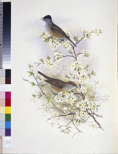 Mustapääkerttu (Sylvia atricapilla) (käsin värjätty litografia) tekijältä John (after) Gould