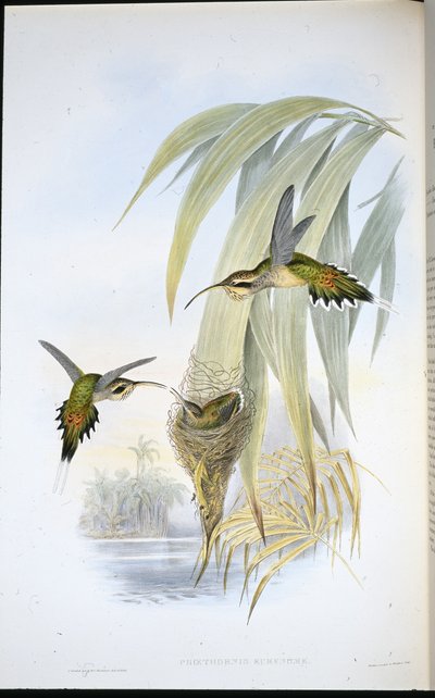 Eurynome Erakko (Phaethornis Eurynome) (käsinvärinen lito) tekijältä John (after) Gould