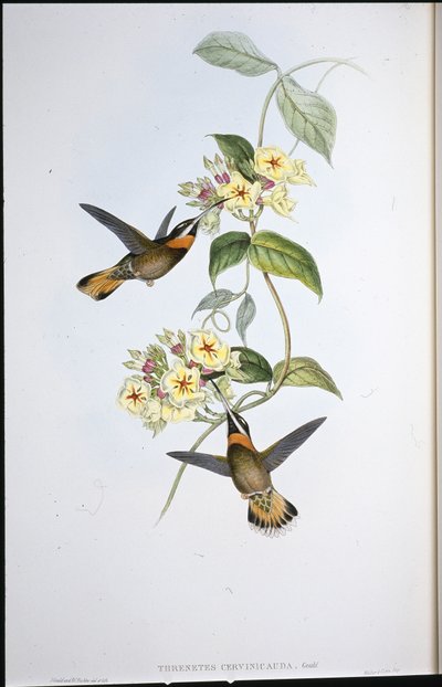 Fawn-tailed piikkikurkku-kolibri (Threnetes Cervinicauda) (käsinvärinen lito) tekijältä John (after) Gould