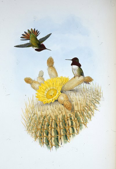 Floresin liekinkantaja (Selasphorus floresii) (käsinvärinen lito) tekijältä John (after) Gould