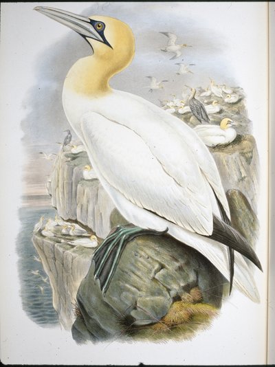 Ganet (Sula Bassana) (käsinvärinen lito) tekijältä John (after) Gould