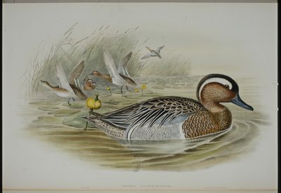 Garganey (Querquedula Circia) (käsinvärinen lito) tekijältä John (after) Gould