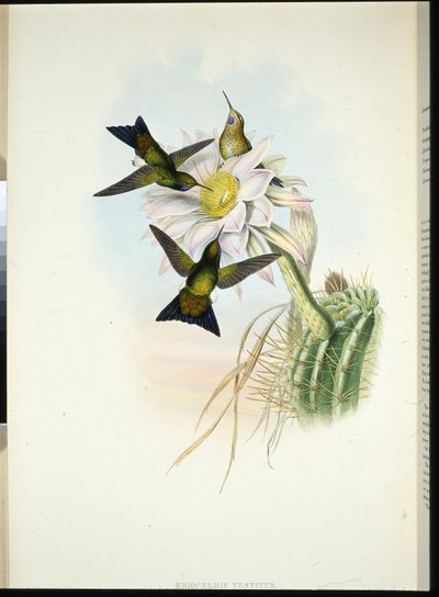 Glowing Puff-leg (Eriocnemis Dress) (käsinvärinen litho) tekijältä John (after) Gould