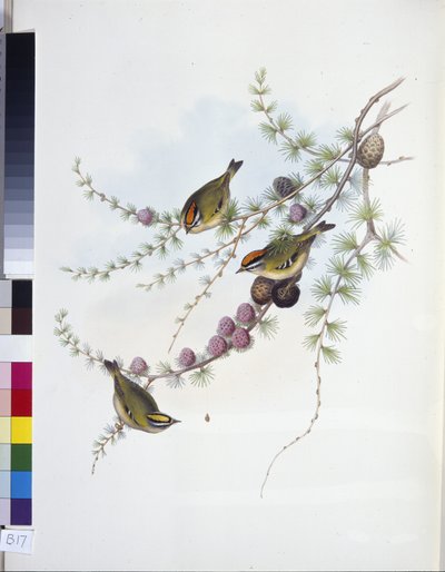 Goldcrest (Ragels Regles) (käsinkuroitu lito) tekijältä John (after) Gould