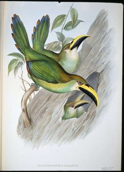 Kullanvihreä Groovebill Toucan (Aulacoramphus Prasinus) (käsinvärinen lito) tekijältä John (after) Gould