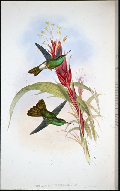 Kultapyrstö (Hypuroptila Urochrysia) (käsinvärinen lito) tekijältä John (after) Gould