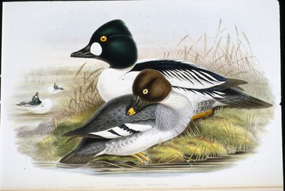Kultainen silmä (Clangula Glaucion) (käsinvärinen litho) tekijältä John (after) Gould