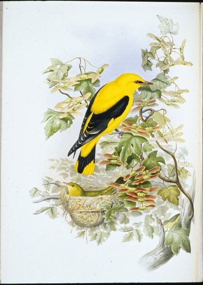 Golden Oriole (Oriolus Galbula) (käsinvärinen litho) tekijältä John (after) Gould