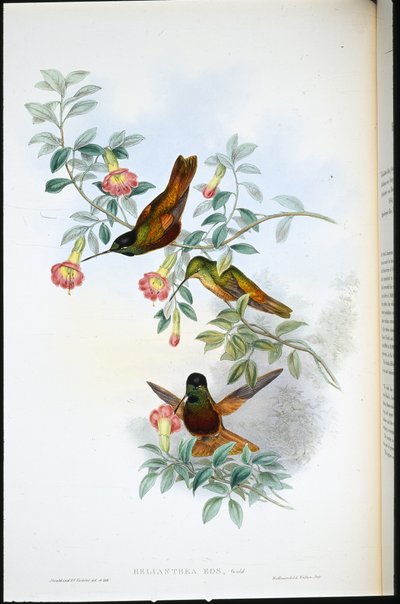 Kultainen tähti-etulevy (Helianthea Eos) (käsinvärinen lito) tekijältä John (after) Gould