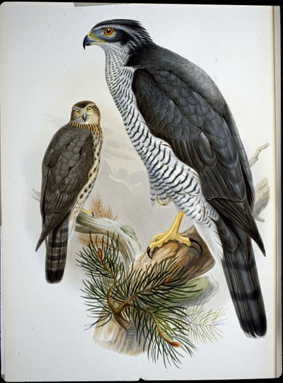 Goshawk (Astur Palumbarius) (käsinvärinen lito) tekijältä John (after) Gould