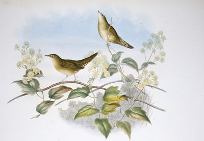 Heinäsirkkakirkko (Locustella Auicula) (käsinvärinen lito) tekijältä John (after) Gould