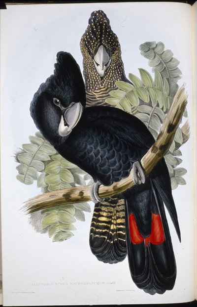 Mustakakadu (Calyptorhynchus Macrorhynchus) (käsin värjätty litografia) tekijältä John (after) Gould