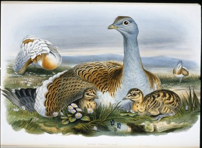 Isotauti (Otis Tarda) (käsinvärinen lito) tekijältä John (after) Gould