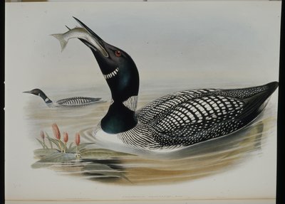 Great Northern Diver (Colymbus Glacialis) (käsinvärinen litho) tekijältä John (after) Gould