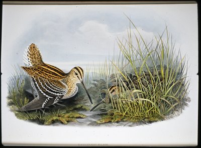 Suuri nuija (Gallinaco Major) (käsinvärinen lito) tekijältä John (after) Gould