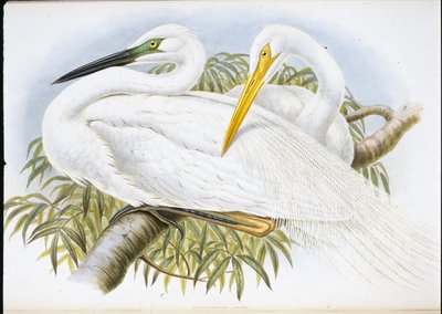 Valkohaikara (Herodias Alba) (käsinvärinen lito) tekijältä John (after) Gould