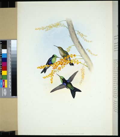 Vihreäkruunuiset panopliitit (thalurania verticeps) (käsinvärinen lito) tekijältä John (after) Gould