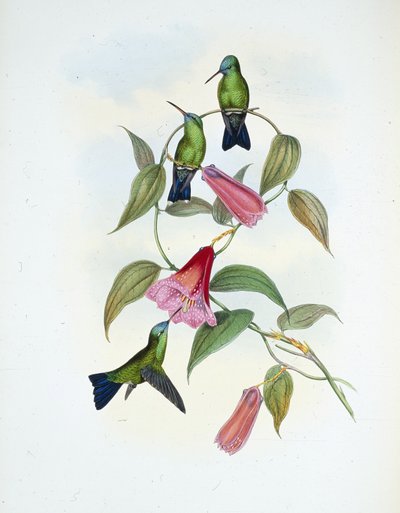 Vihreä ja sininen safiiri (eucephala smaragdocaerulea) (käsinvärinen lito) tekijältä John (after) Gould