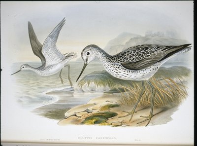 Vihreävarsi (Glottis Canescens) (käsinvärinen lito) tekijältä John (after) Gould