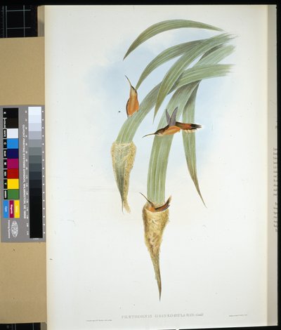 Harmakurkku erakko (phaethornis griseogularis) (käsinvärinen lito) tekijältä John (after) Gould
