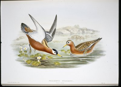 Harmaa phalarope (Phalaropus Fulicarius) (käsinvärinen lito) tekijältä John (after) Gould