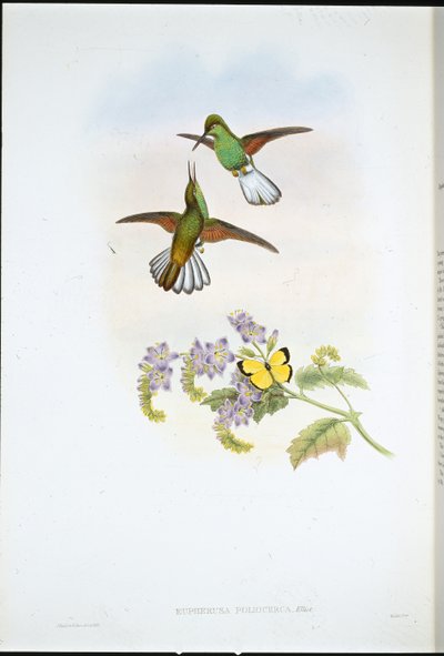 Harmaa raidahäntä (Eupherusa Poliocerca) (käsinvärinen litho) tekijältä John (after) Gould