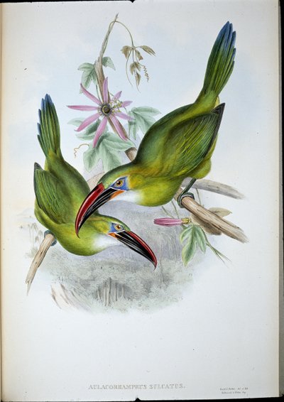 Groove-Bill Toucan (Aulacorhamphus Sulcatus) (käsinvärinen lito) tekijältä John (after) Gould