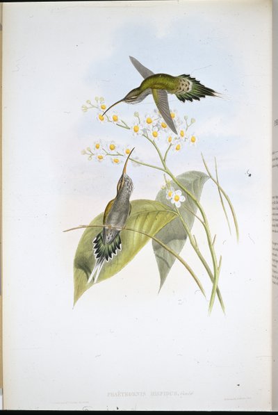 Karvainen erakko (Phaethornis Hispidus) (käsinvärinen lito) tekijältä John (after) Gould